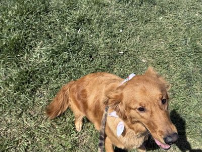Golden Retriever Dog, 2 years old,
