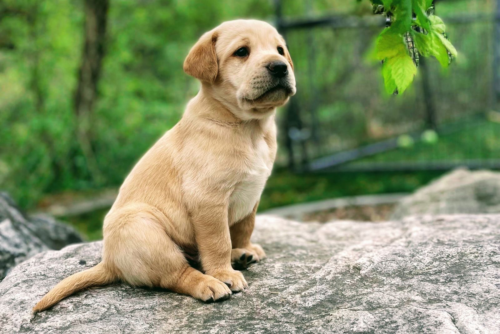 Beautiful AKC Labrador Puppies READY June 17