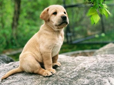 Beautiful AKC Labrador Puppies READY June 17