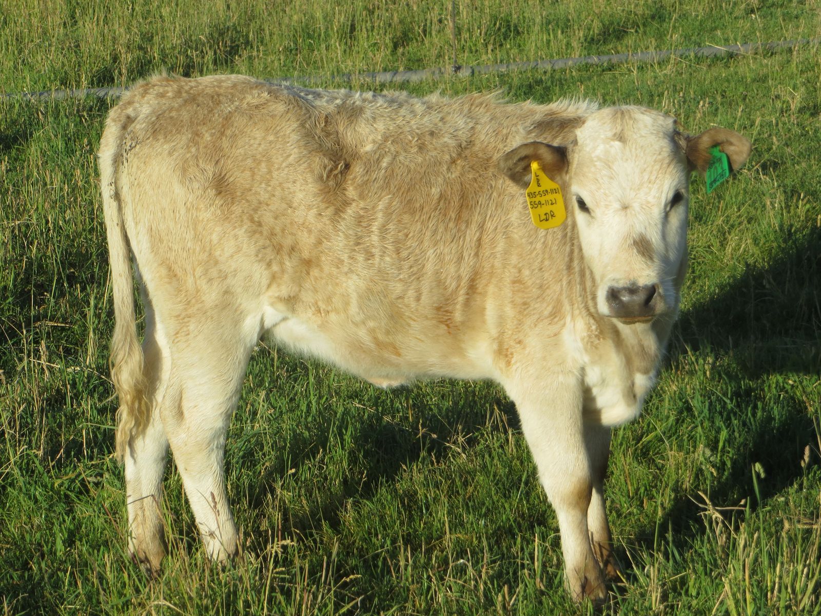 Charolais Beef Cross Heifer