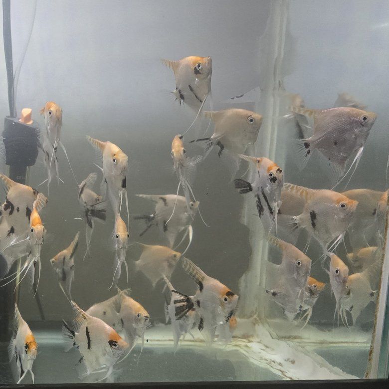 Angelfish / Angel fish 2.5 - 3" - $4