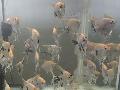 Angelfish / Angel fish 2.5 - 3" - $4