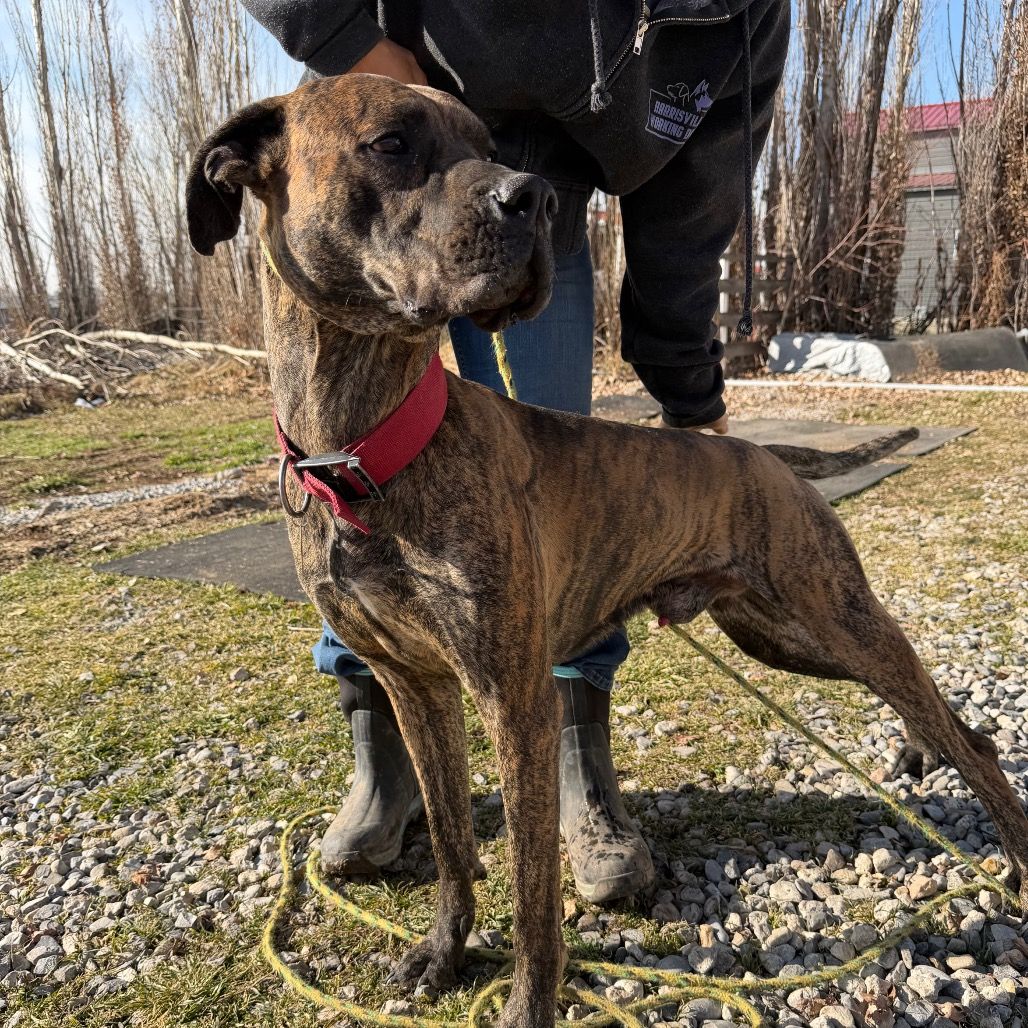 ADOPT ARROW - Brindle Great Dane