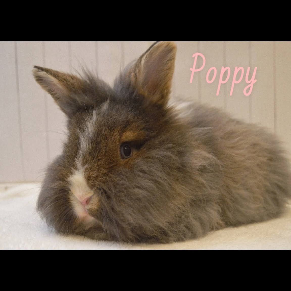 Female Bunny for Rehome