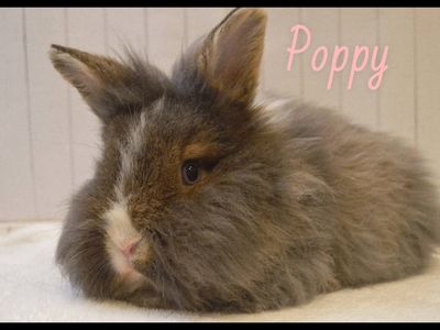 Female Bunny for Rehome