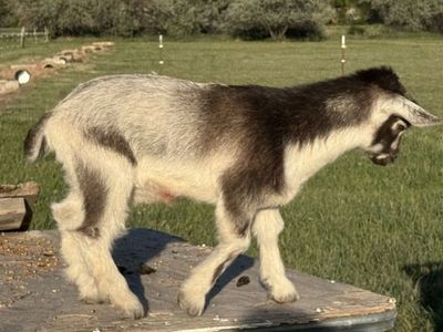 Nigerian Dwarf babies