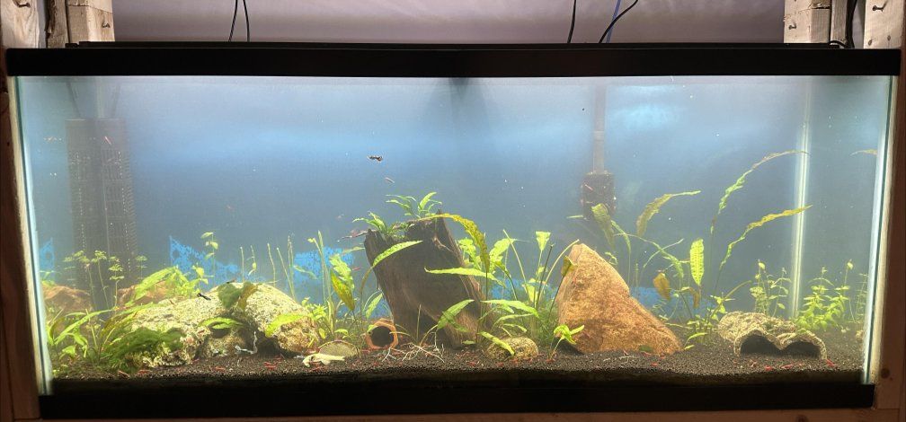 55 Gallon Tank (price drop)