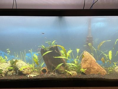55 Gallon Tank (price drop)