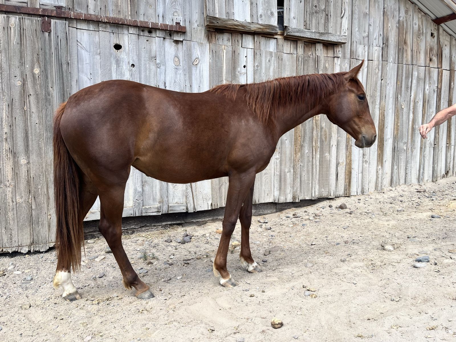 Gentle, Kind, & Willing,  2 yr old mare.