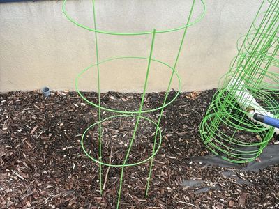 Tomatoe Cages
