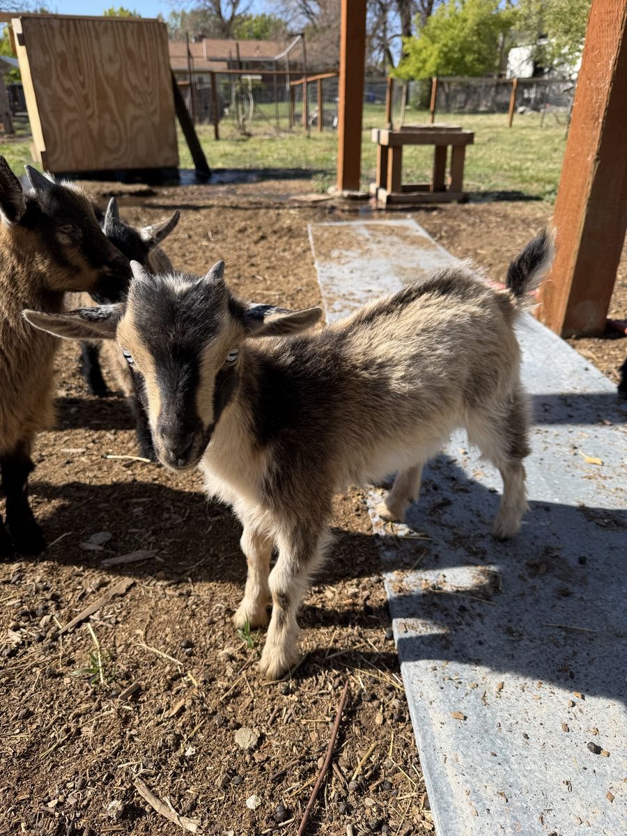 Nigerian Dwarf Goat Doeling