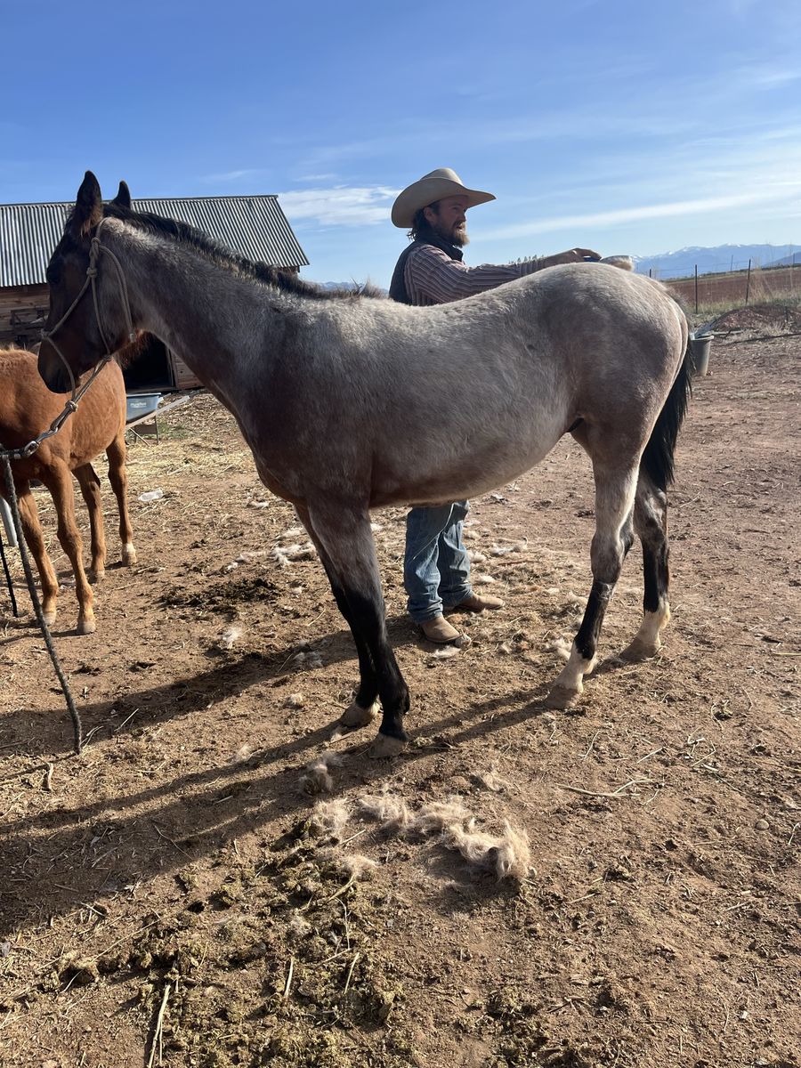 Flashy Yearling Stud