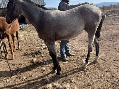Flashy Yearling Stud