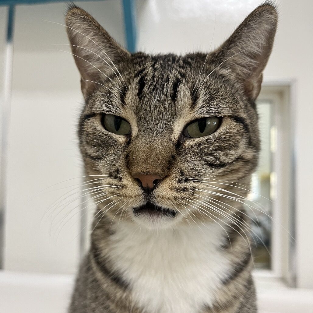 Hello my name is Goosefish