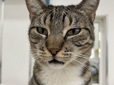 Hello my name is Goosefish