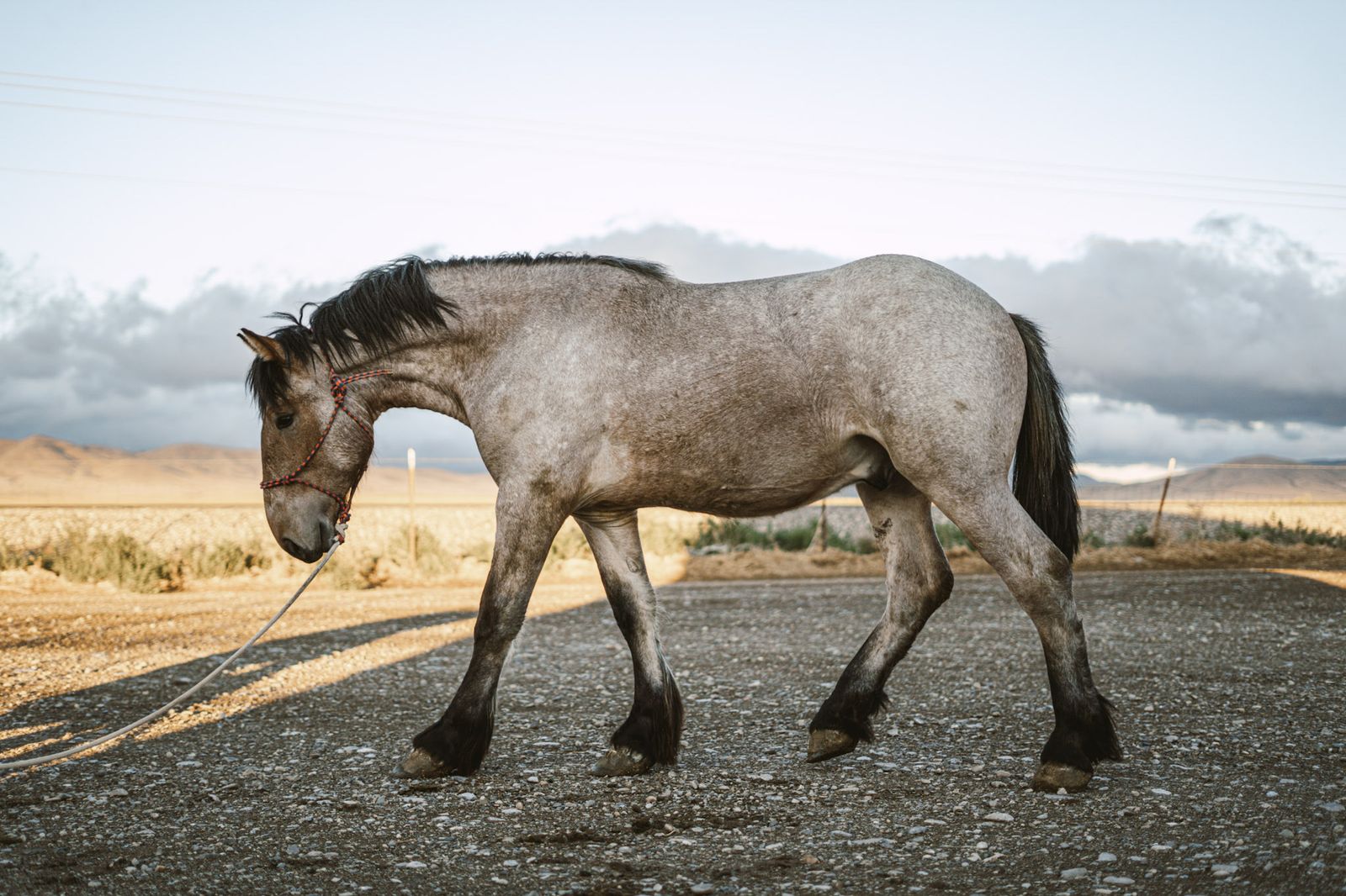 Bay roan Brabant stud Colt yearling