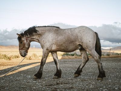 Bay roan Brabant stud Colt yearling