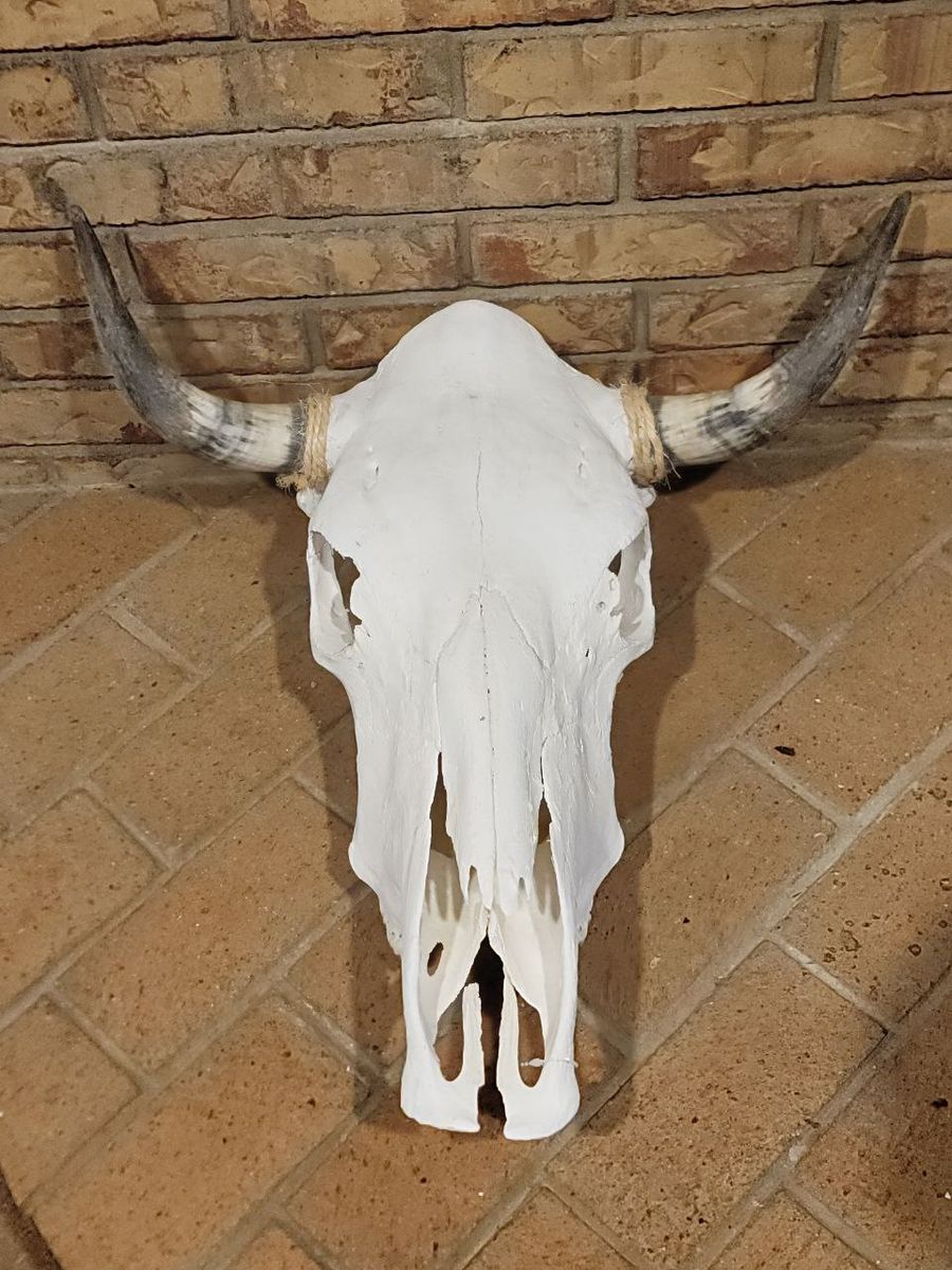 Bulk Cow Skulls for Sale Cleaned Natural Western Decor Wholesale Lots