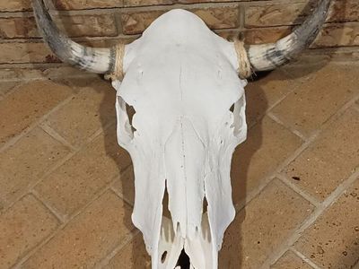 Bulk Cow Skulls for Sale Cleaned Natural Western Decor Wholesale Lots