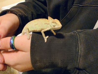 Baby Chameleon and enclosure