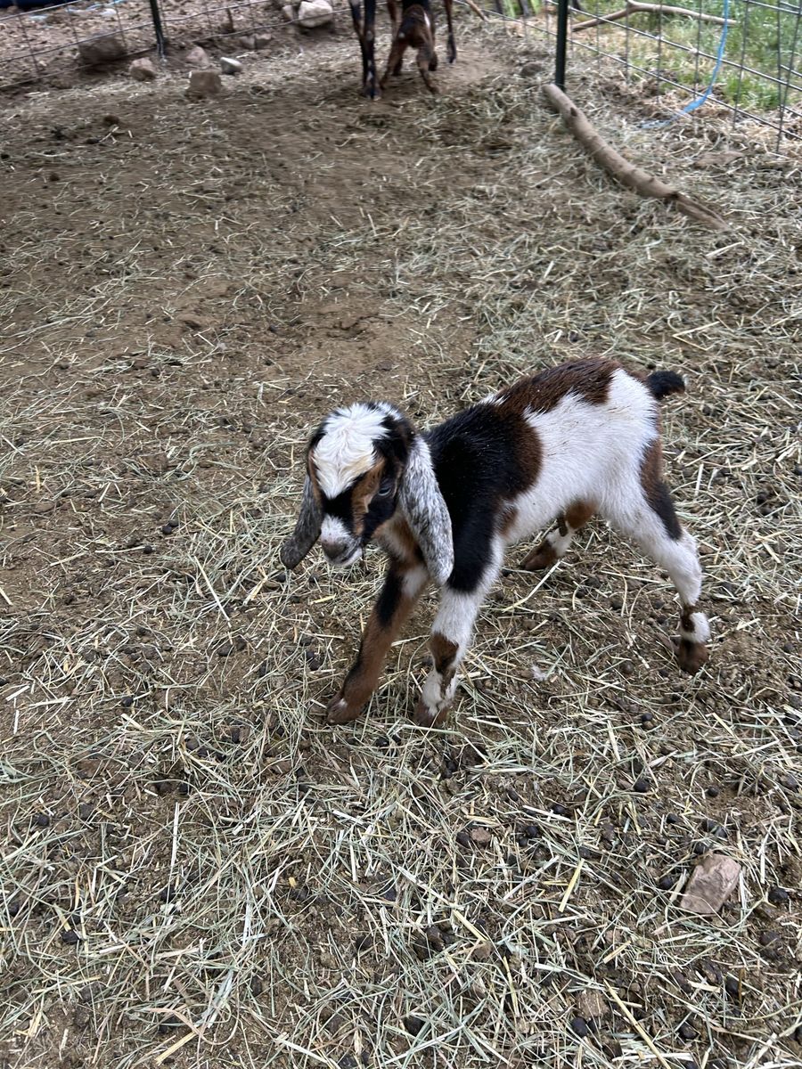 Mini Nubian Kids
