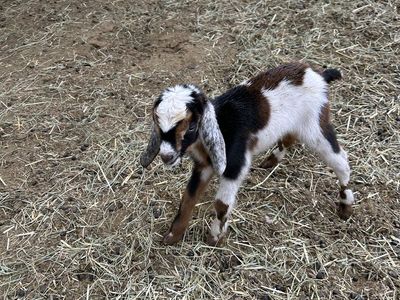 Mini Nubian Kids