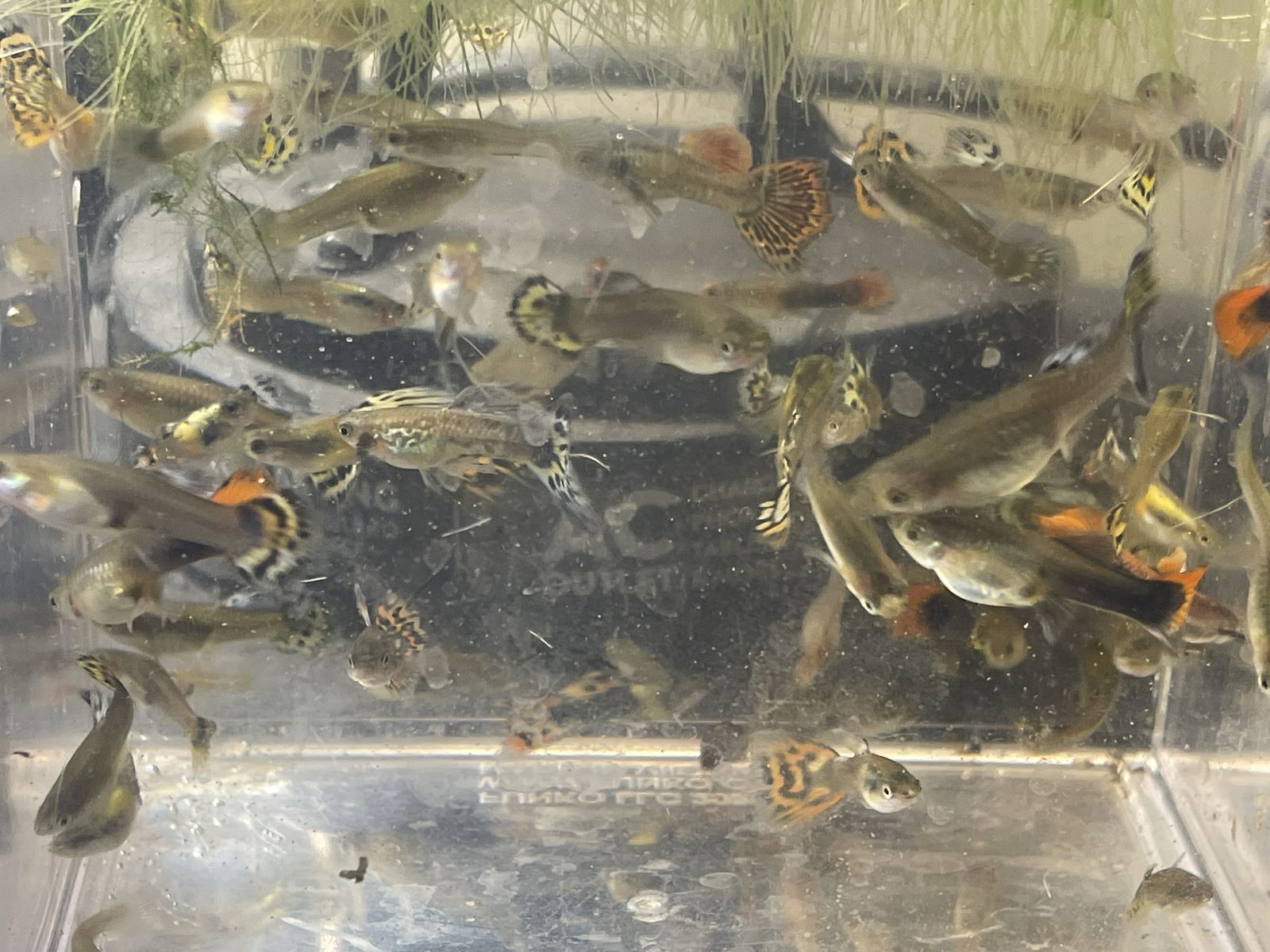 Guppy Chums And Culls