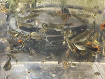 Guppy Chums And Culls