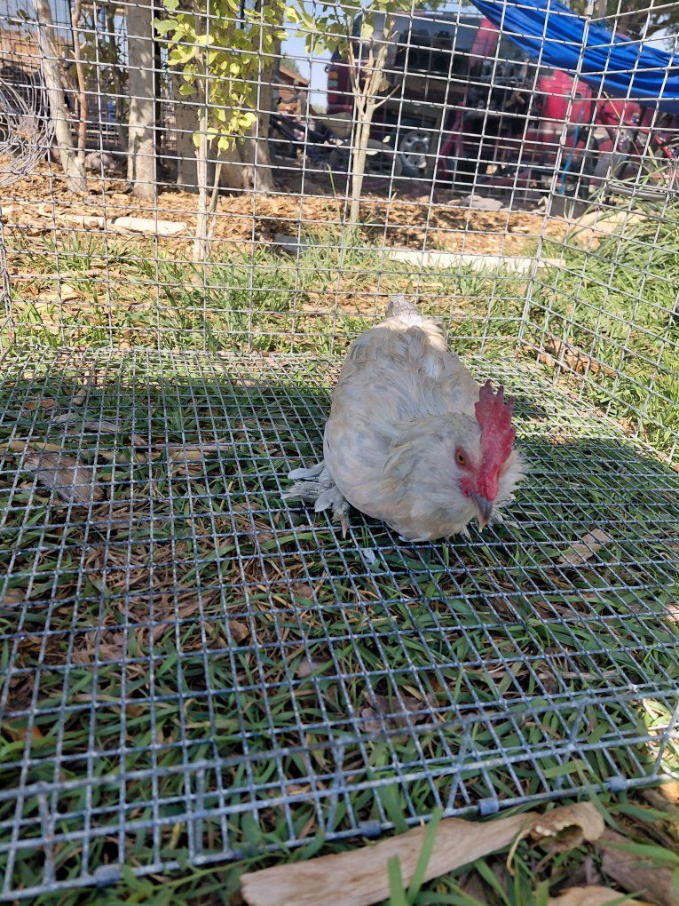 D'uccle Bantam Rooster