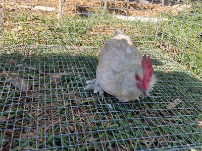 D'uccle Bantam Rooster