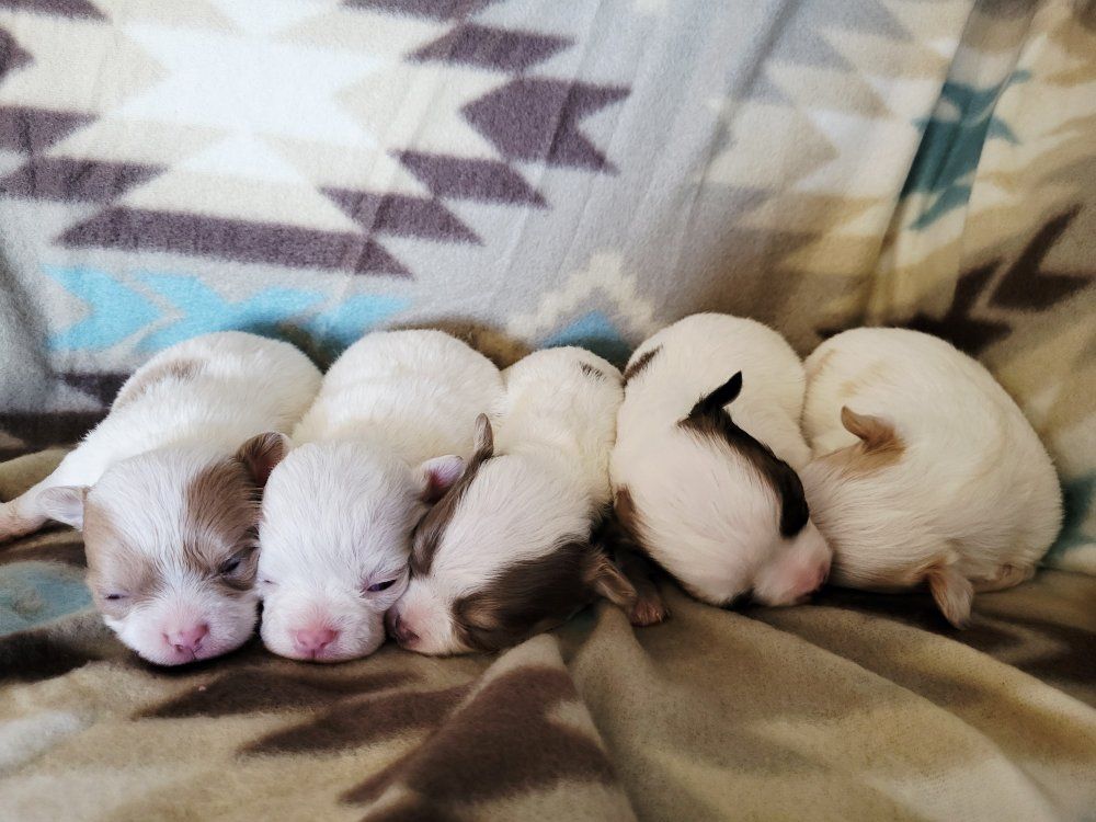Akc Chihuahua Puppies