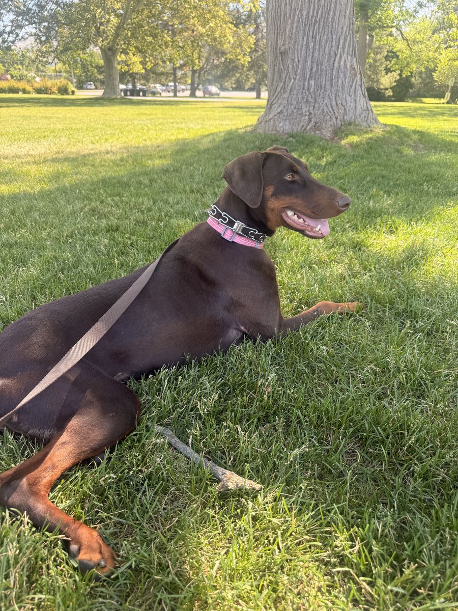 Doberman Free to GOOD Home