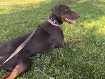 Doberman Free to GOOD Home