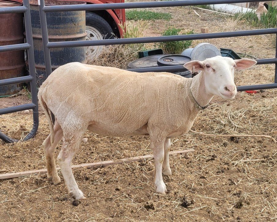 Dry Dairy Ewes