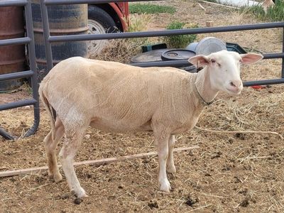 Dry Dairy Ewes