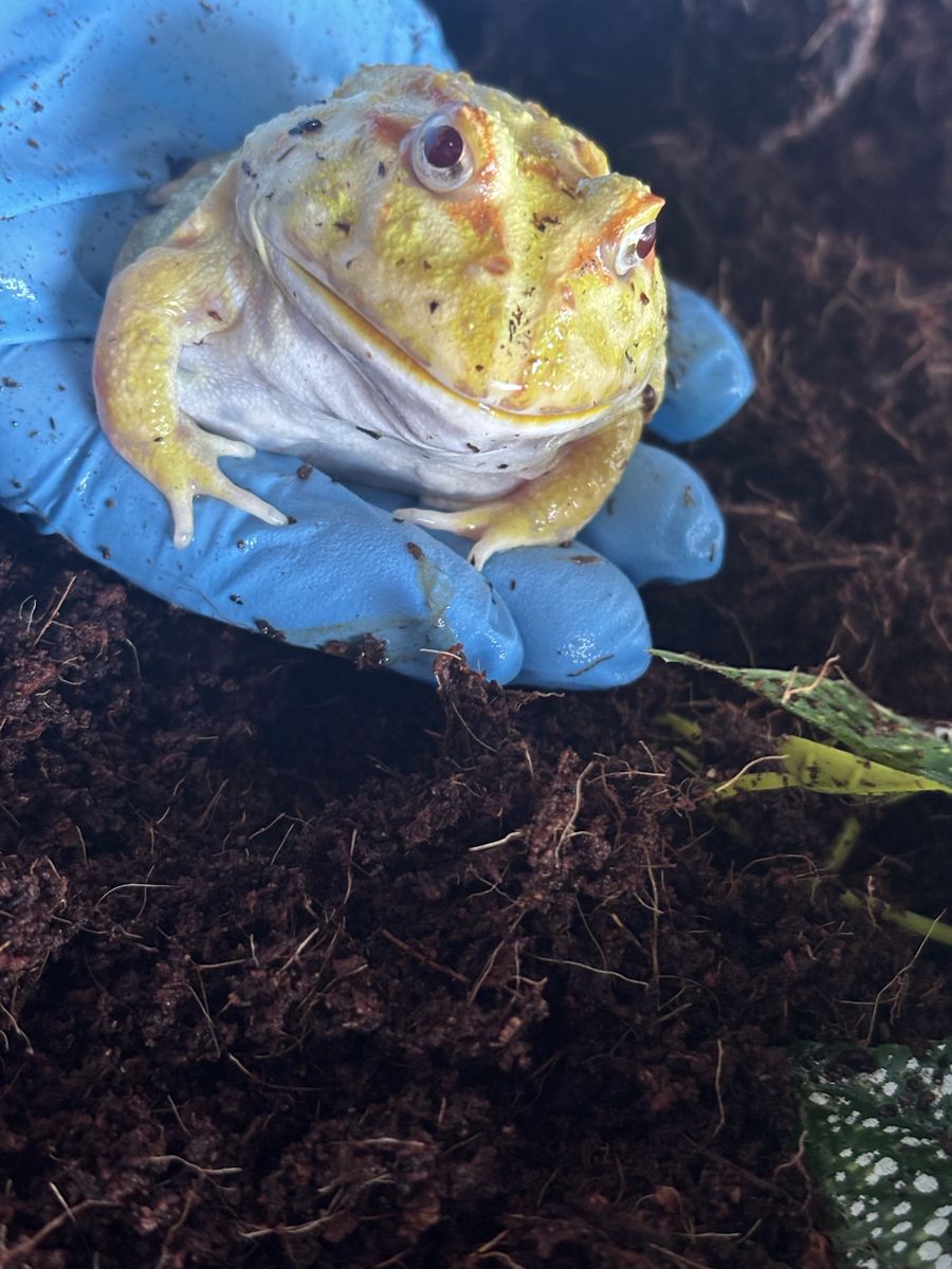 pacman frog