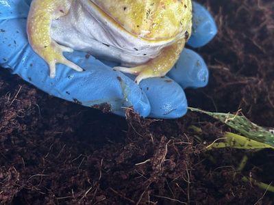 pacman frog