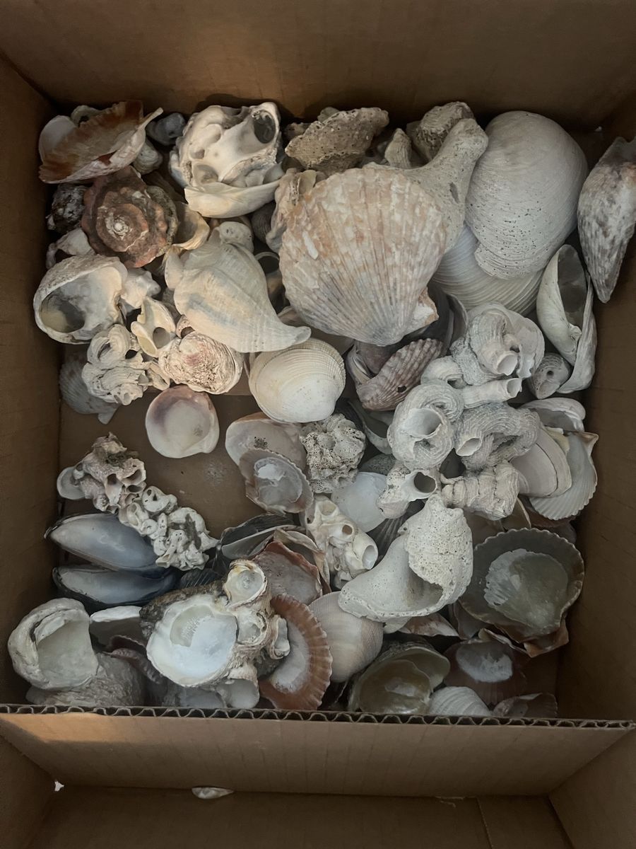 Assorted Natural Seashells for Decor, Crafts, or Collecting - Bulk Box