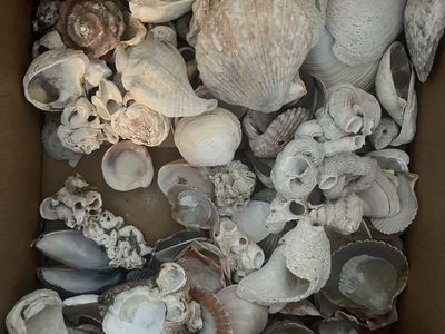 Assorted Natural Seashells for Decor, Crafts, or Collecting - Bulk Box