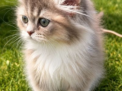 NY25 Blue Golden British long hair Kitten