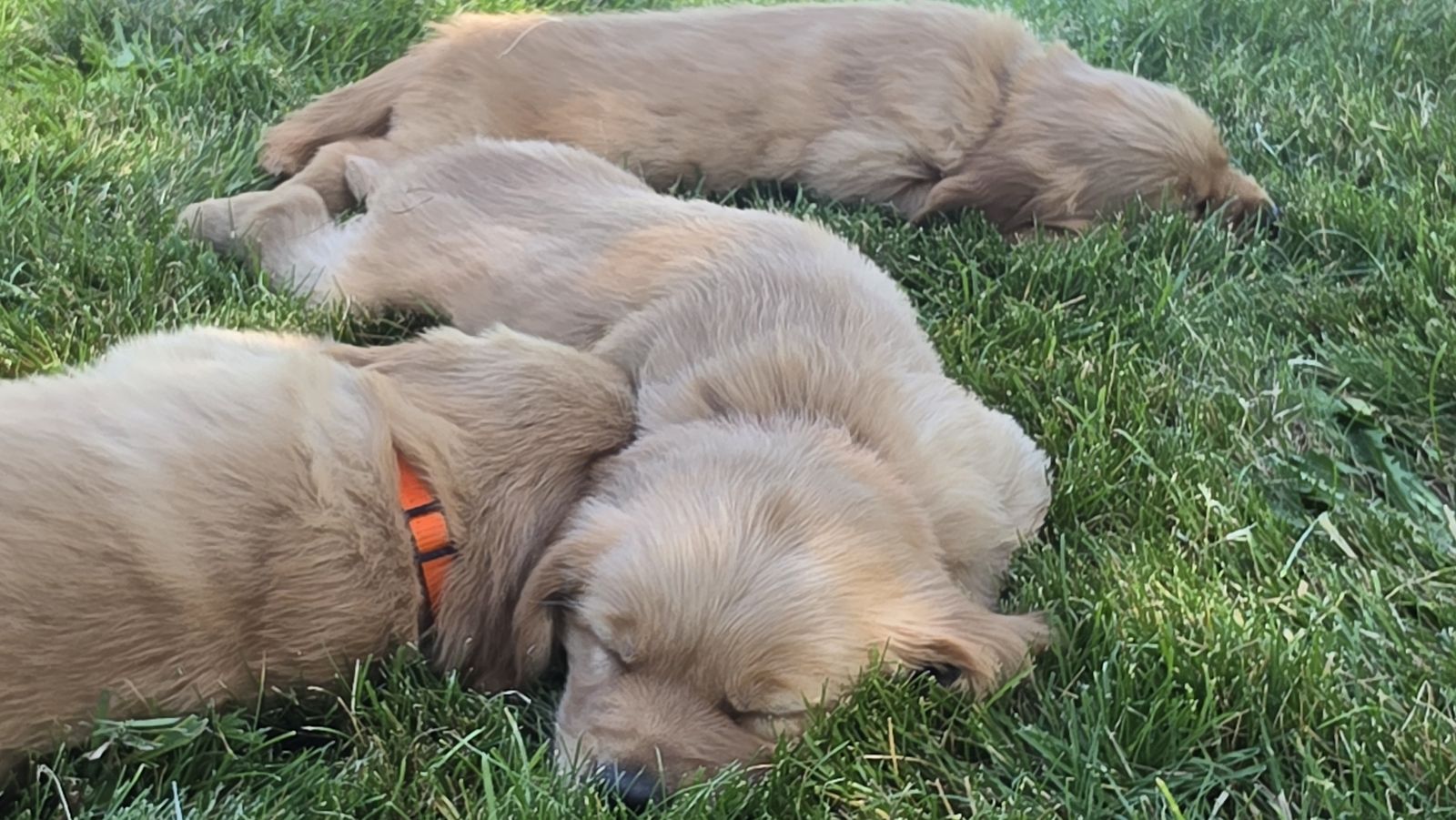Exceptional AKC golden retrievers! READY August 8th!