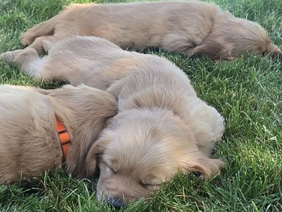 Exceptional AKC golden retrievers! READY August 8th!