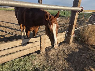 4 year old Ace Hot Rio