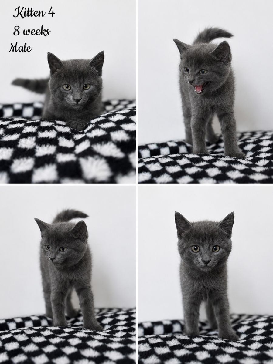 Adorable kittens!