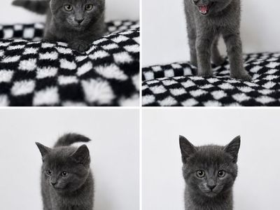 Adorable kittens!