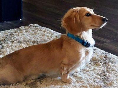AKC mini Cream Dachshund stud