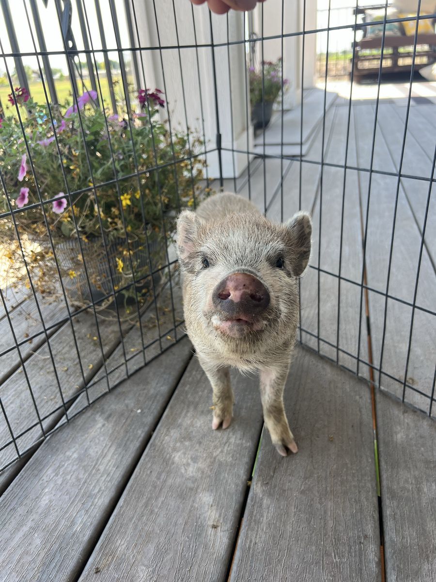 Mini Juliana piglets