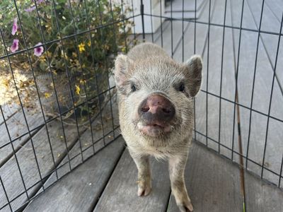 Mini Juliana piglets
