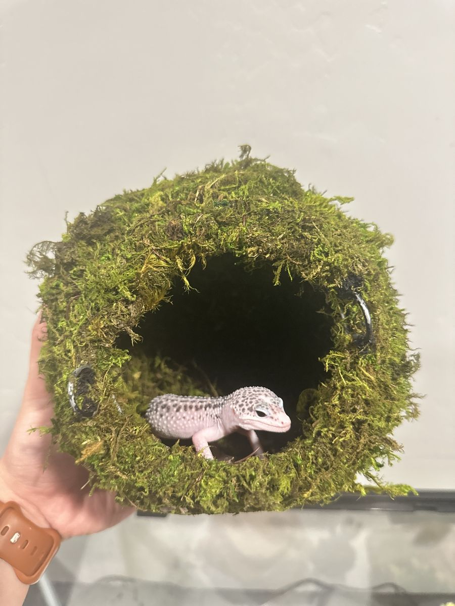 Super Snow Leopard Gecko with Enclosure and Accessories