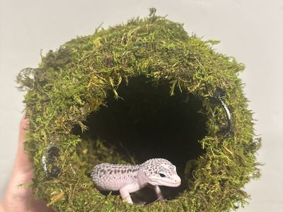 Super Snow Leopard Gecko with Enclosure and Accessories